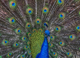 Peacock Photo